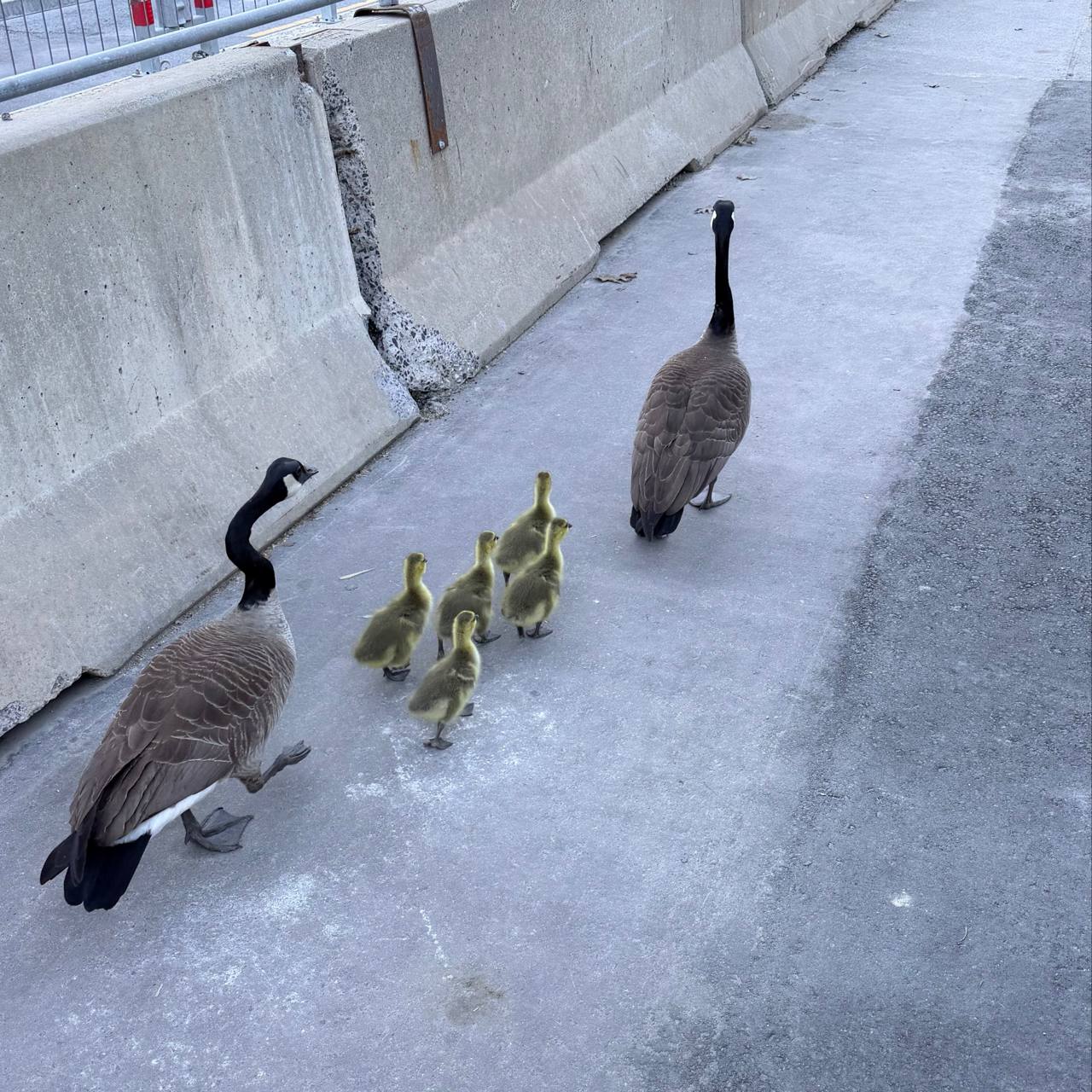 Goose family