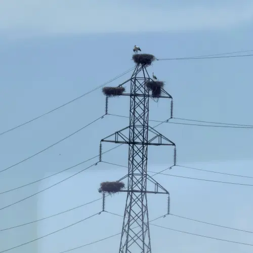 White Stork Nests